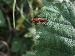 Tetanocera elata