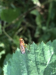 Tetanocera elata