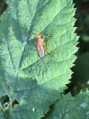 Tetanocera elata
