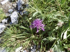 Centaurea nervosa