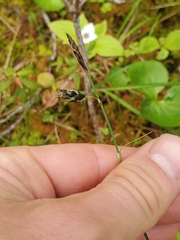 Carex pluriflora