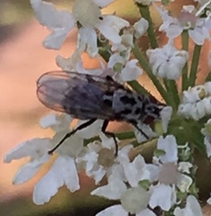 Anthomyia