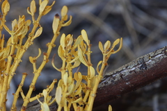 Phoradendron pauciflorum