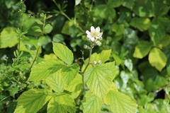 Rubus caesius