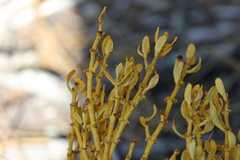 Phoradendron pauciflorum