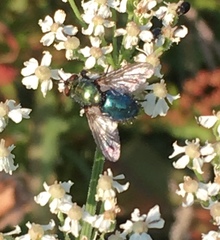 Chrysosomopsis aurata