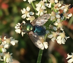 Chrysosomopsis aurata