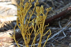 Phoradendron pauciflorum