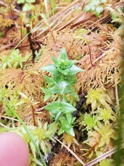 Gentiana douglasiana