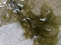 Ulva linza