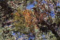 Phoradendron pauciflorum