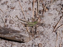 Myrmeleotettix maculatus