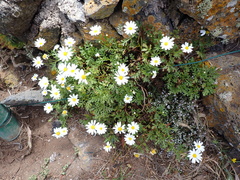 Image of Argyranthemum hierrense