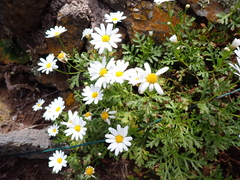 Argyranthemum hierrense image