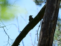 Dendrocopos major