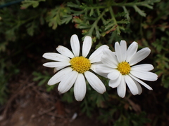 Argyranthemum hierrense image