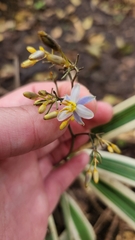 Dianella