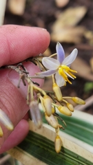 Dianella