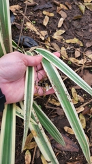Dianella