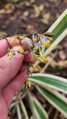 Dianella