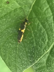 Trypherus frisoni