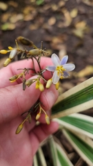 Dianella