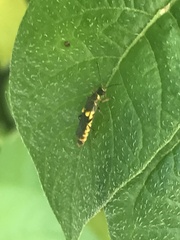 Trypherus frisoni