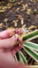 Dianella
