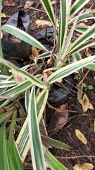 Dianella