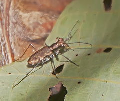 Polyrhanis vitiensis