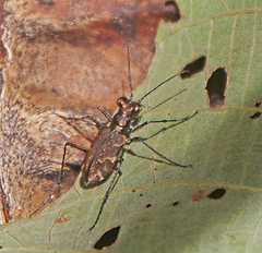 Polyrhanis vitiensis