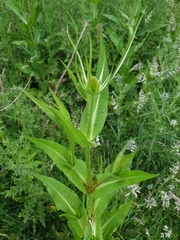 Dipsacus fullonum