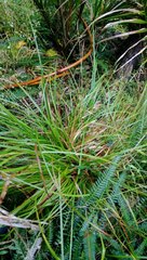 Carex solandri