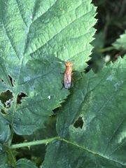Tetanocera elata