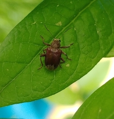 Demotina modesta