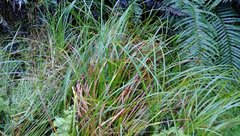 Carex lessoniana