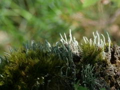 Cladonia