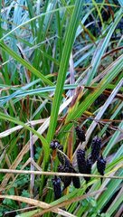 Carex lessoniana