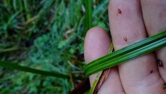 Carex lessoniana