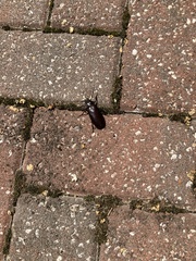 Archodontes melanopus