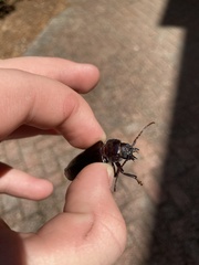 Archodontes melanopus