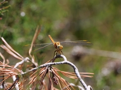 Orthetrum coerulescens