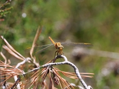 Orthetrum coerulescens