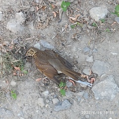 Turdus philomelos