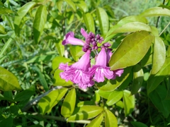 Fridericia chica