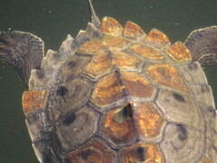 Graptemys sabinensis