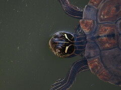 Graptemys sabinensis