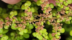 Pilea
