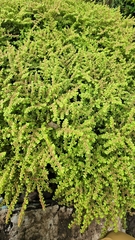 Pilea