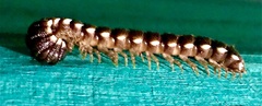 Aphelidesmidae